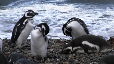 Magellanic-penguing-cleaning-themselves-on-the-beach,-one-lying-on-pebbles,-waves-of-the-sea-in-background
