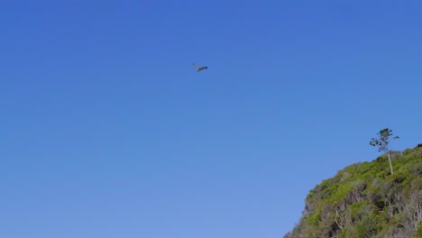 Einsamer-Vogel,-Der-Gegen-Den-Klaren-Blauen-Himmel-Fliegt---Burleigh-Beach,-Australien---Low-Angle-Shot