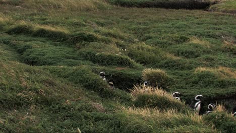Group-of-magellanic-penguins-walking-inside-a-ditch-surrounded-by-green-grass-in-Patagonia,-Chile