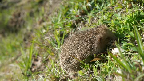 Cute-Hedgehog-Sleeping-on-a-Grass-Hill-in-Sun