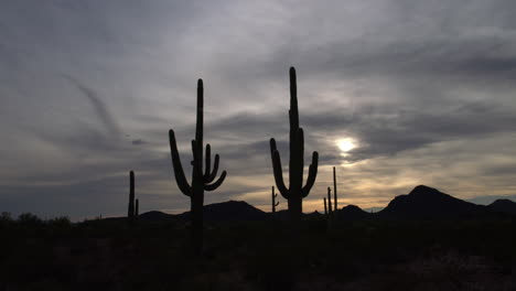 Saguaro-cacti-silhouetted-against-the-sky-in-the-Sonoran-desert