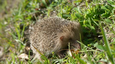 Nervous-hedgehog-resting-on-green-grassy-hillside-wilderness