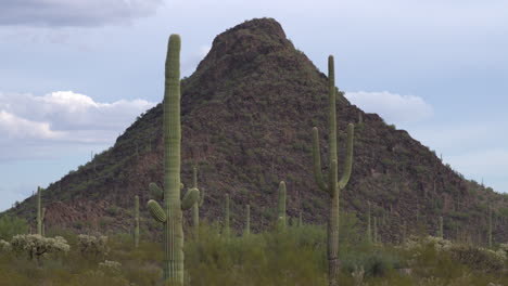 Field-of-saguaro-cacti-seen-against-a-steep-hill-in-Sonoran-desert,-Arizona