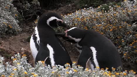 Two-magellanic-penguins-clean-each-other-with-their-beaks-between-flowers-in-Patagonia,-Chile
