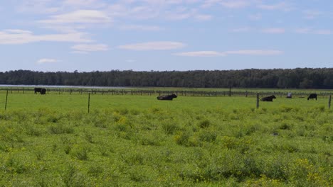 Domestic-Cows-Grazing-And-Resting-On-The-Green-Farm---Crescent-Head,-NSW,-Australia---wide-shot