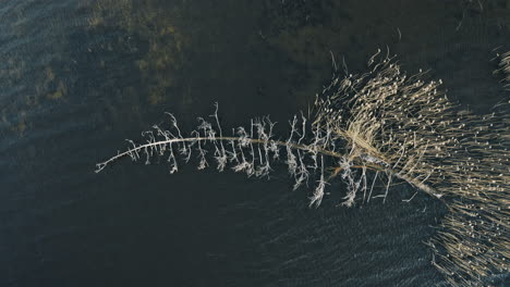Aerial-shot-of-old-tree-in-water