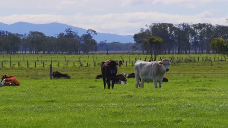 Vacas-Domésticas-De-Pie-En-El-Prado-Verde---Paisaje-De-Verano-En-El-Campo---Crescent-Head,-Nsw,-Australia