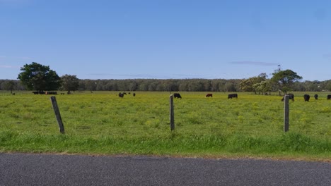 Rinderherde,-Die-Sich-Auf-Der-Weide-Mit-Fliegenden-Vögeln-Ernährt---Landschaft-Bei-Crescent-Head,-NSW,-Australien