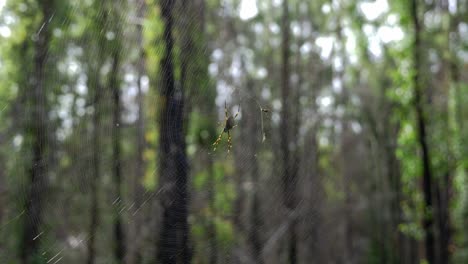 Araña-Nephila-Pilipes-En-El-Bosque---Tejedor-De-Orbe-Dorado-Gigante-En-La-Web-Esperando-Presa---Queensland,-Australia