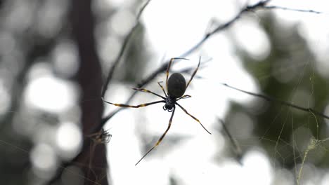 Nephila-Pilipes,-Die-Sich-Im-Wald-Im-Netz-Bewegen---Mutter-Goldene-Seidenweberin-Und-Spiderling---Queensland,-Australien