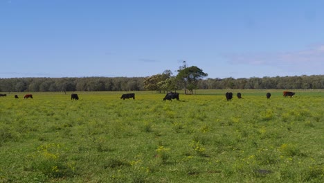 Lush-Green-Meadow-With-Herd-Of-Grazing-Cows---Crescent-Head-Countryside---Sydney,-NSW,-Australia