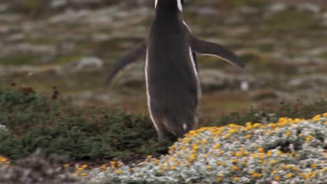 Magellanic-penguin-runs-on-grass-between-flowers-towards-the-sea-in-Patagonia,-Chile