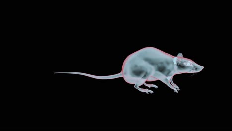 Röntgenaufnahme-Einer-Ratte-Für-Hantavirus-Präsentationen-In-Grafischem-Video
