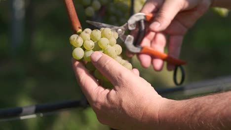 Hand-cutting-of-wine-grapes