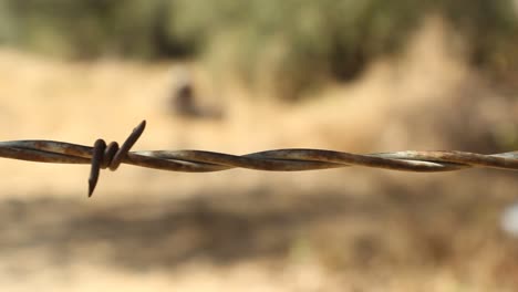 Tracking-Shot-of-Rusty-Barbed-Wire-Close-Up
