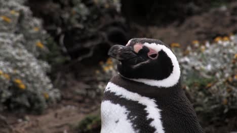 Nahaufnahme-Eines-Magellan-Pinguins,-Der-In-Patagonien,-Chile,-Aufwacht-Und-Sich-Umschaut
