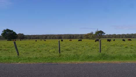 Green-Pasture-With-Herd-Of-Cows---White-Car-Driving-On-The-Country-Road---Crescent-Head-Village-In-NSW,-Australia
