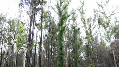 Feuergeschädigte-Bäume-Mit-Grünem-Laub---Australisches-Buschfeuerwachstum-Und--wiederherstellung---Queensland,-Australien