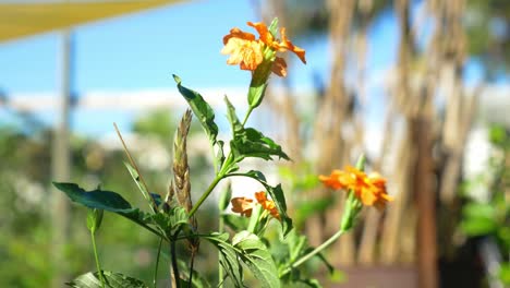 Blühende-Orangefarbene-Blumen-Von-Crossandra---Kracherblumen,-Die-Sich-Sanft-Im-Wind-Bewegen---Gärtnerei-In-Australien