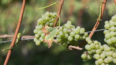 Close-up-Macro-Footage-of-Grapes