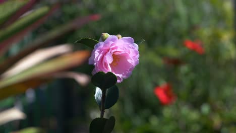 Blühende-Sasanqua-kamelie---Einzelne-Blume-Der-Rosa-Kamelie-Im-Garten---Pflanzengärtnerei-In-Australien