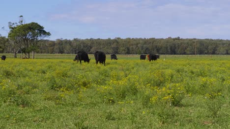 Eine-Rinderherde-Weidet-Auf-Dem-Feld-Mit-üppig-Grünem-Gras---Landschaft-Im-Crescent-Head-Village---Nsw,-Australien