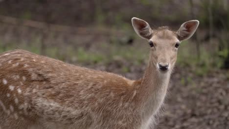 Closeup-of-curious-fallow-deer-looking-at-camera-in-woods,-static,-day