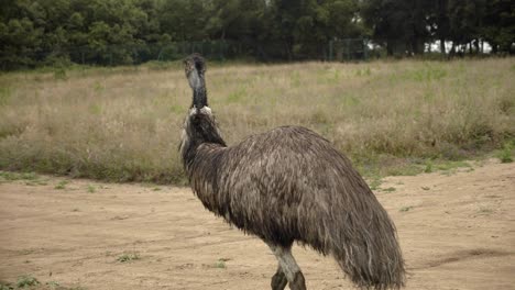 Emu-walks-in-enclosed-field,-handheld-tracking-from-behind