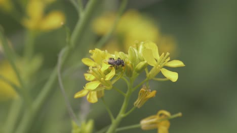 Schwarze-Einheimische-Australische-Stachellose-Biene-Auf-Einer-Gelben-Mizuna-Blume---Nahaufnahme