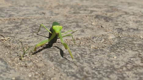 Close-up-of-the-praying-mantis-moving-on-a-pavement-street