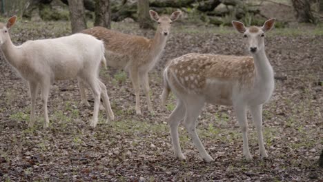 Three-spotted-fallow-deer-stare-at-camera-in-forest-clearing