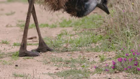 Emu-Pecking-and-Eating-Strands-of-Grass-with-Beak,-Closeup-Side-View