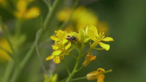 Native-Australian-Stingless-Bee-feeding-on-Yellowcress-flowers--Spring-in-Australia--Close-up