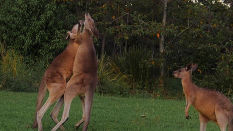 Two-Eastern-Grey-Kangaroo-Boxing-And-Fighting---Gold-Coast,-QLD,-Australia---wide-shot