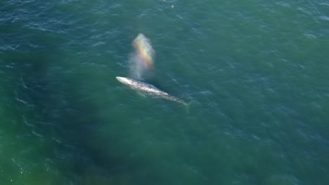 Whale-Comes-up-to-the-Surface-and-Breaths,-Newport,-Oregon,-USA,-Aerial