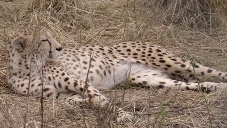 Erwachsener-Gepard-Leckt-Träge-Lippen,-Während-Er-Sich-Auf-Einer-Wiese-Niederlegt