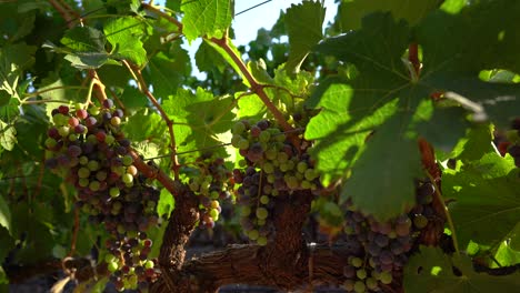 leafs-moving-on-grapes-that-are-ripping-in-the-napa-valley-vinyard