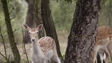 Herd-of-spotted-deer-walk-single-file-past-forest-trees-toward-camera