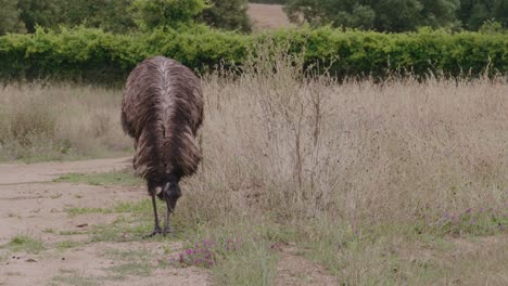 Emu-pecking-ground-foraging-for-food-in-grass,-Wide-Shot