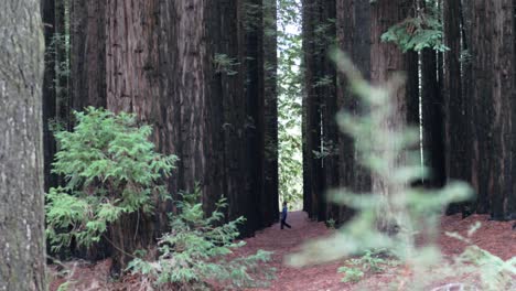 Exploration-Concept---Far-Away-Person-Walking-in-Forest-of-Huge,-Tall-Trees
