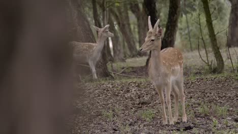 Two-spotted-deer-stand-in-forest-looking-around-at-camera-behind-tree