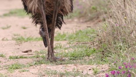 Tilt-Down-of-Hungry-Emu-Pecking-at-Grass-on-Ground,-Closeup