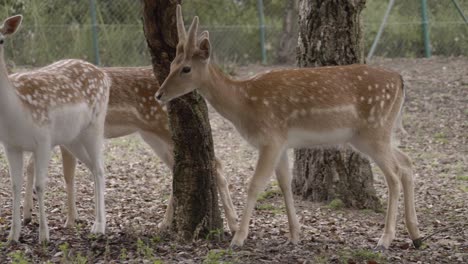Spotted-fallow-deer-walk-in-woodland-farm-to-join-herd,-Follow-Shot