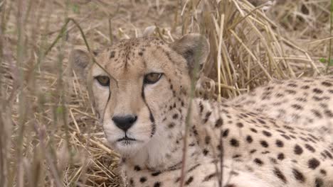 Scenic-closeup-view-of-watchful-cheetah-in-dry-high-grass-looking,-tracking,-day