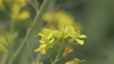 Native-Australian-Stingless-Bee-On-Blooming-Yellow-Mizuna-Flowers---Springtime-In-Australia---close-up