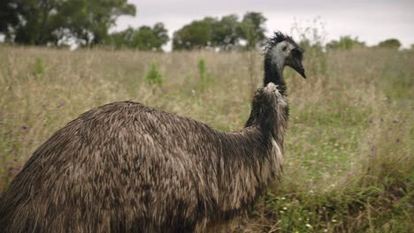 Side-view-of-Emu-bird-walking-in-field,-tracking-shot,-Australia,-day