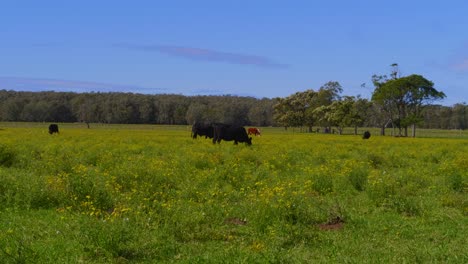 Cows-Standing-And-Feeding-On-The-Green-Field---Crescent-Head-Village-Farmland---NSW,-Australia