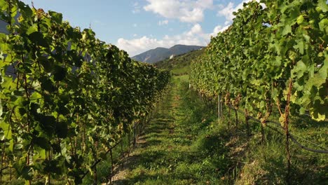 walking-through-the-vineyard