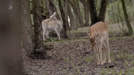 Front-view-of-two-majestic-fallow-deers-in-forest,-handheld,-day,-full-shot