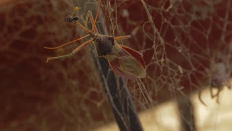 Gemeinsame-Attentäterwanze,-Die-Sich-Von-Einer-Einheimischen-Australischen-Stachellosen-Biene-Auf-Dem-Spinnennetz-Ernährt---Spinnenweben-Im-Verschwommenen-Hintergrund---Selektiver-Fokus